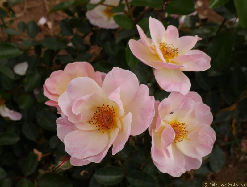 摇滚之花月季的优缺点