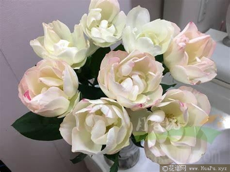 文/句子月季的优缺点