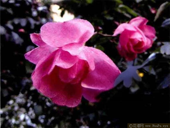 斗雪红月季的优缺点