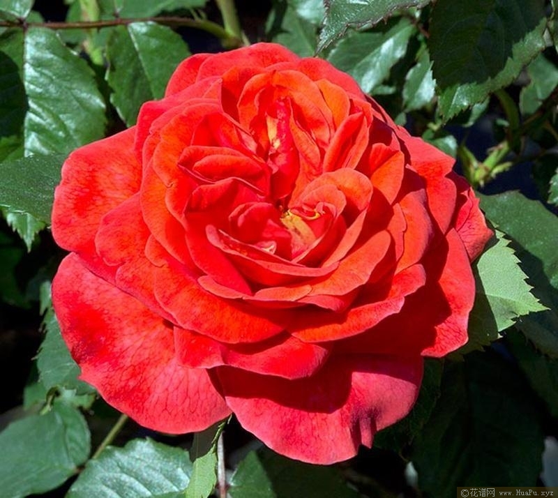 斯蒂芬·贝纳月季的优缺点