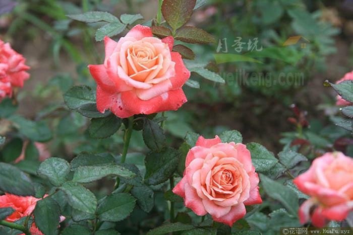 新貌月季的优缺点