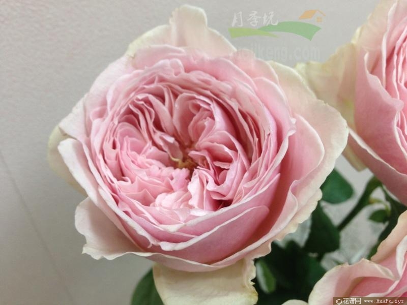 旋律月季的优缺点