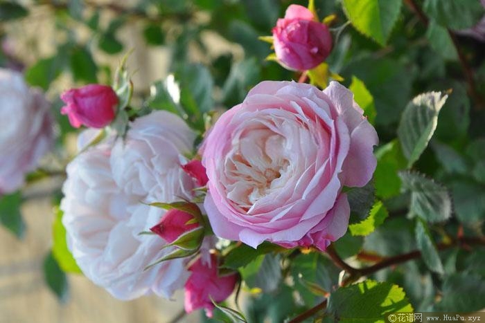 旋转芭蕾月季的优缺点