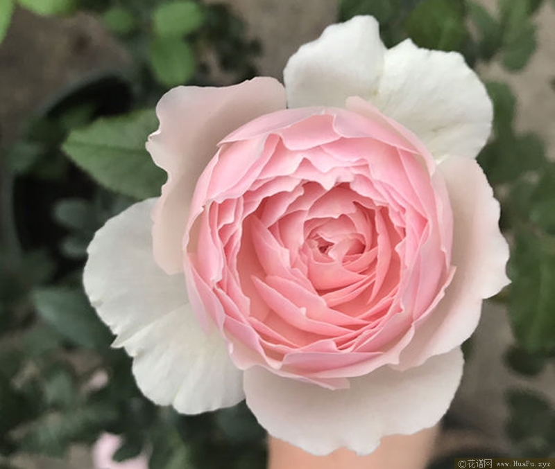日和月季的优缺点