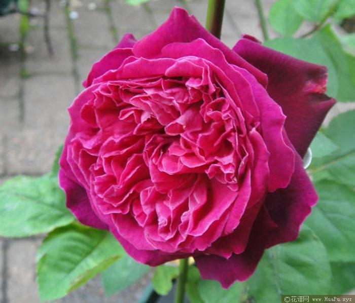 日月“伊芙芳香花园/情迷芳香”月季的优缺点