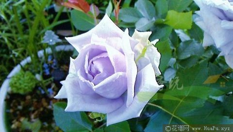星之王子/星空王子月季的优缺点