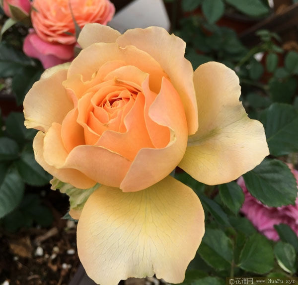 木星王阳台 Jupiter king Terrazza月季的优缺点