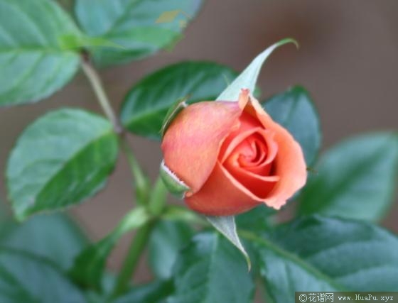 杏奈月季的优缺点