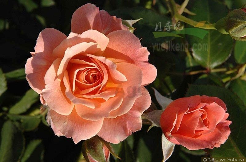 杏色花边月季的优缺点