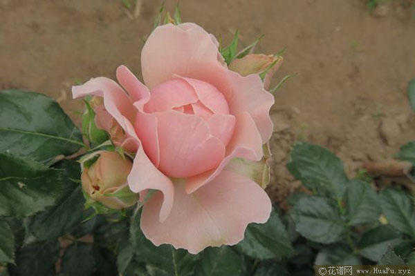杏色露台月季的优缺点