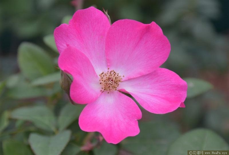 杏花村月季的优缺点