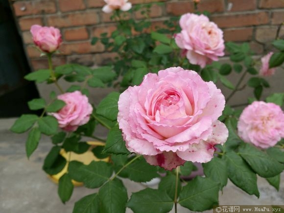 极光咏叹调月季的优缺点