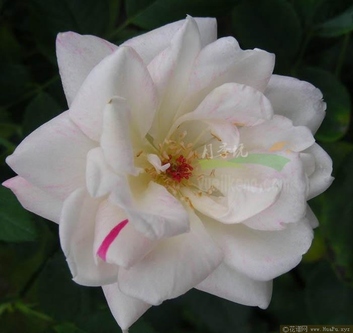 枫叶芦花/福晋五月色/斯密斯教区月季的优缺点