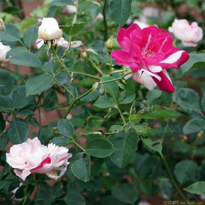 枫叶芦花/福晋五月色/斯密斯教区月季的优缺点