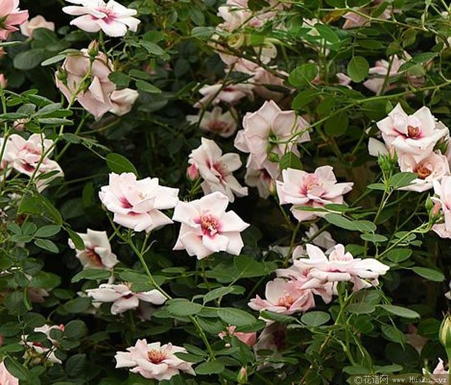 查顿小屋月季的优缺点