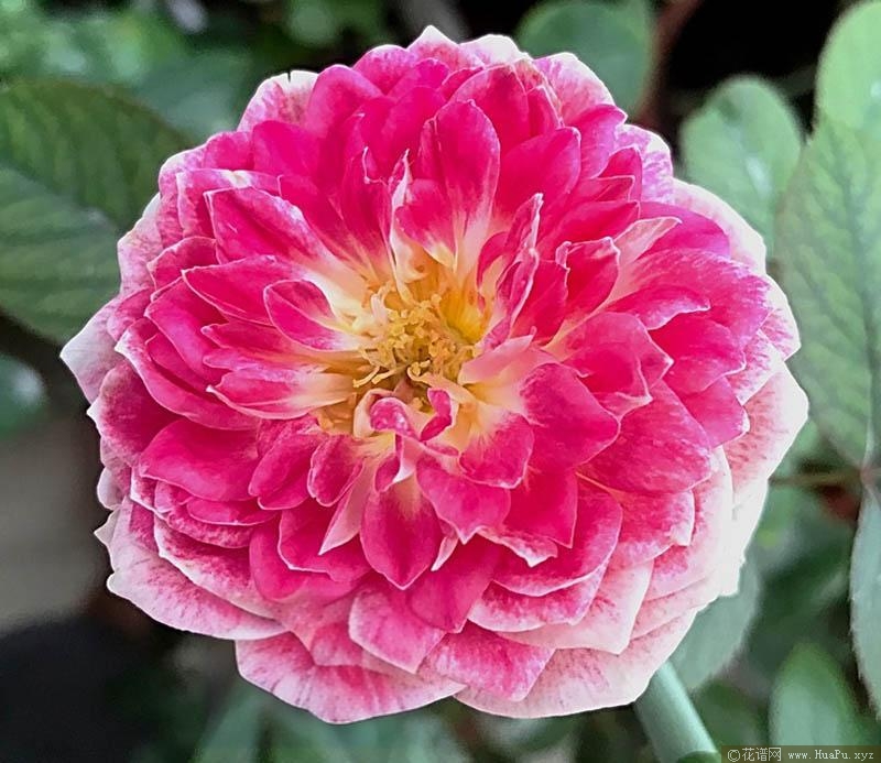 根西/假日岛芍药月季的优缺点