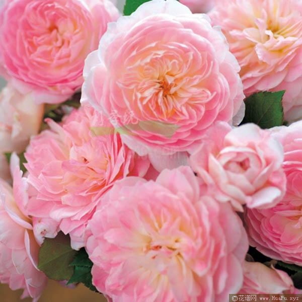 梅克林花边月季的优缺点