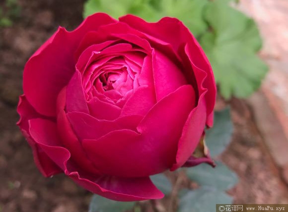 梅子布丁月季的优缺点