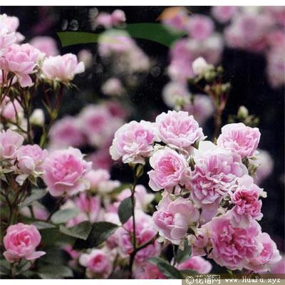 梦乙女月季的优缺点