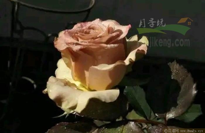 梦寐/梦魅月季的优缺点
