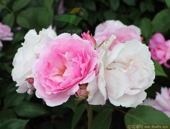 梦香月季的优缺点