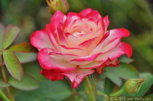 樱桃派对/樱桃冻糕/火与冰/摩纳哥公爵月季的优缺点