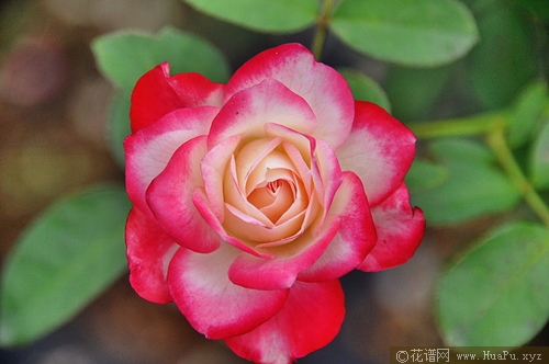 樱桃派对/樱桃冻糕/火与冰/摩纳哥公爵月季的优缺点