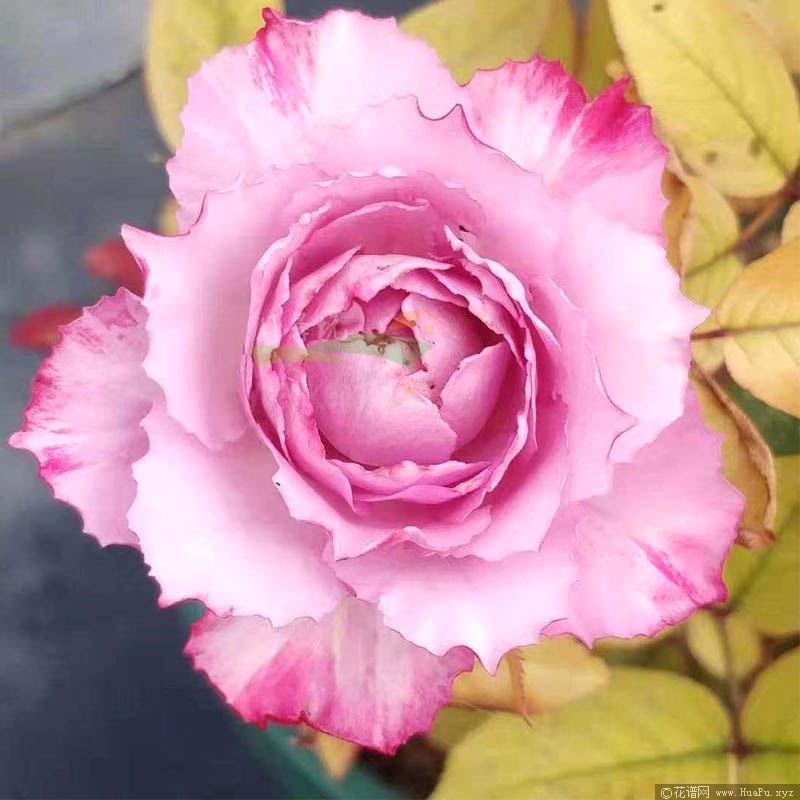 樱花飘/希拉里月季的优缺点