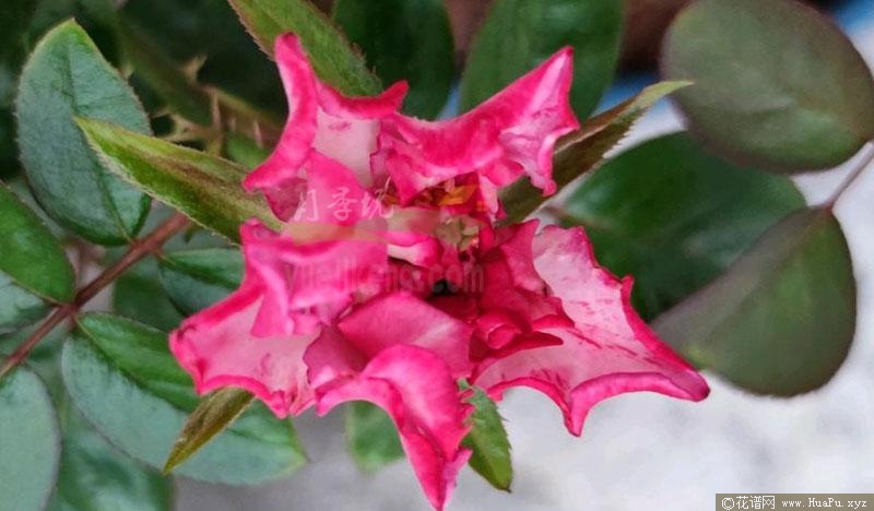 樱花飘/希拉里月季的优缺点