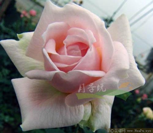 橘囊月季的优缺点