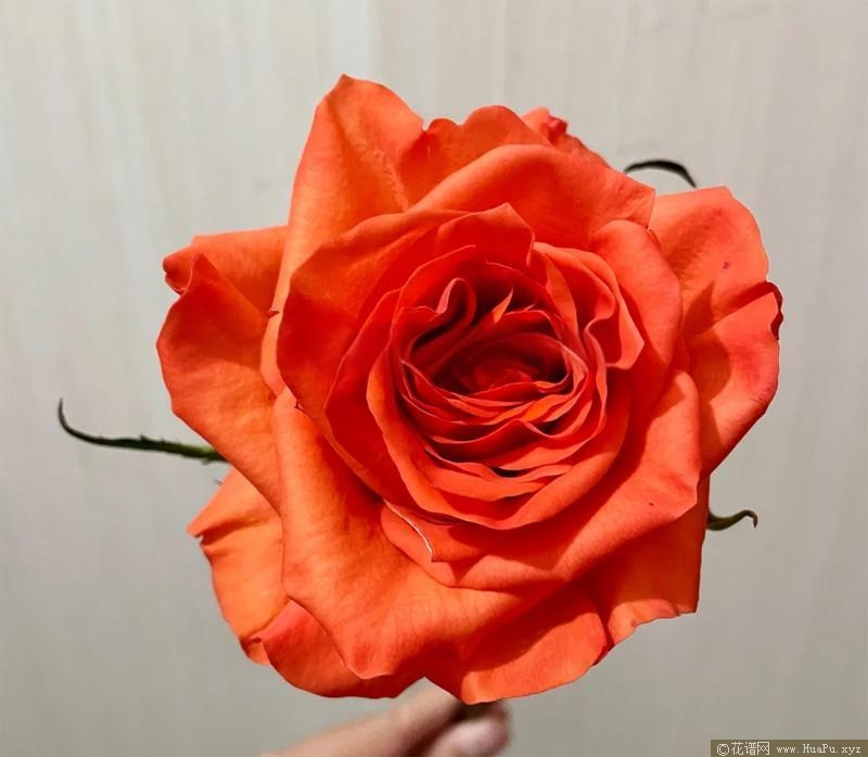 橘珊瑚月季的优缺点