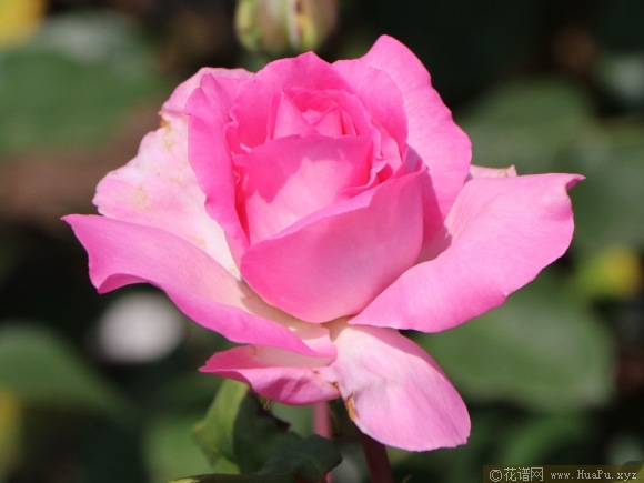 比弗利月季的优缺点