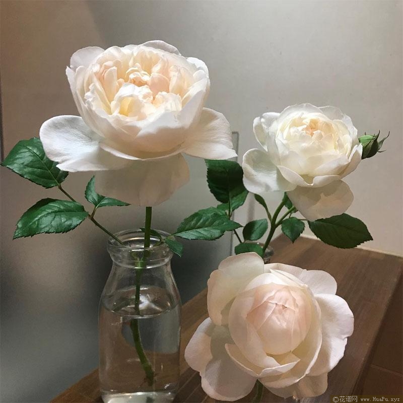 毛茸茸月季的优缺点