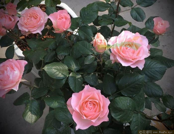 永远的科莫月季的优缺点