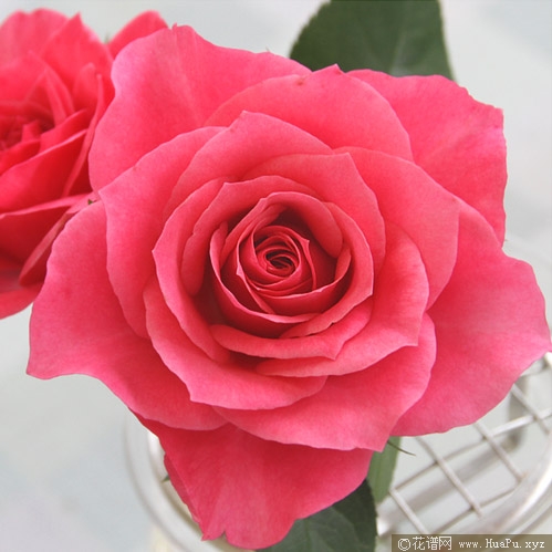 永远的马焦雷月季的优缺点