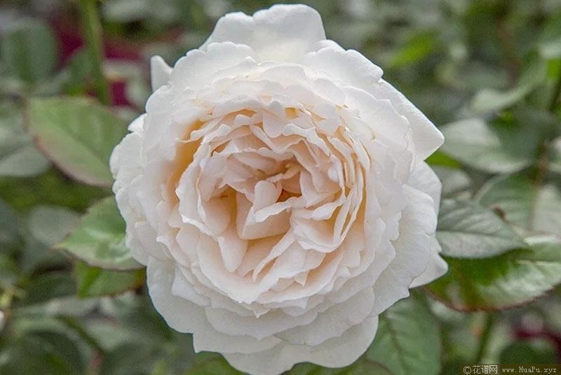 法国梅兰：奶油伊芙伯爵月季的优缺点