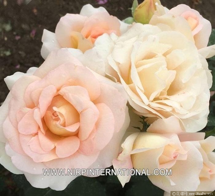 法版达芙妮月季的优缺点