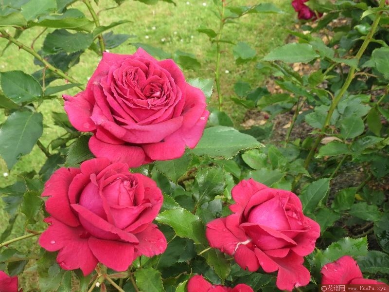 浓郁花香月季的优缺点