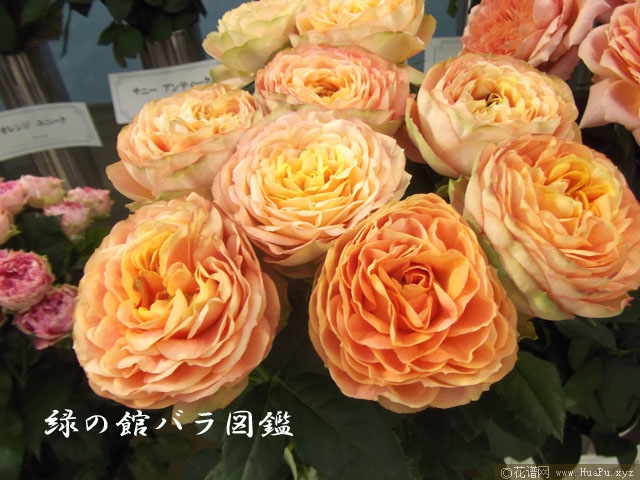 浪漫太阳神月季的优缺点