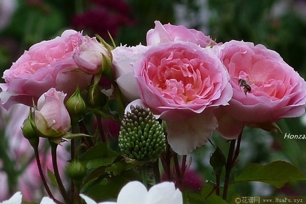 浪漫索菲亚月季的优缺点