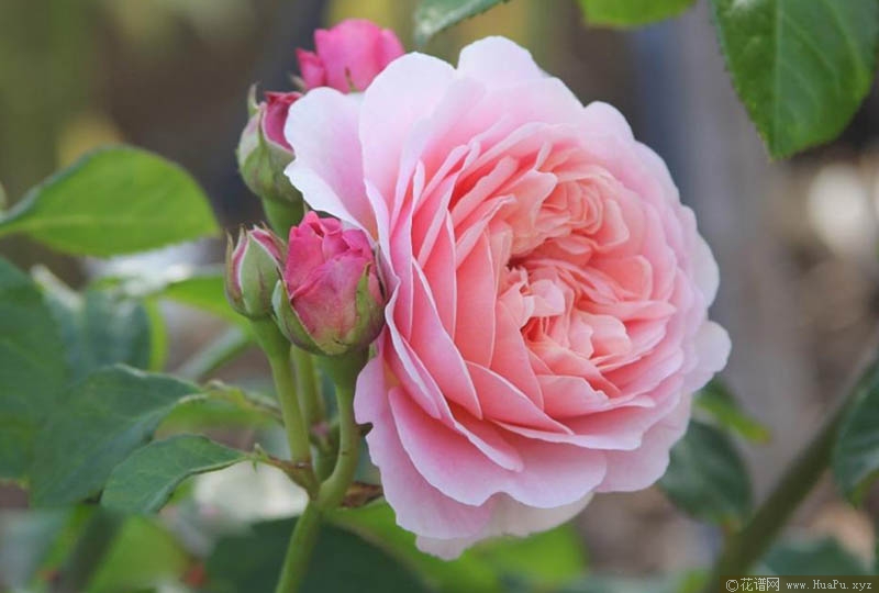 游苔莎/尤泰莎·菲/优丝塔夏.福爱月季的优缺点