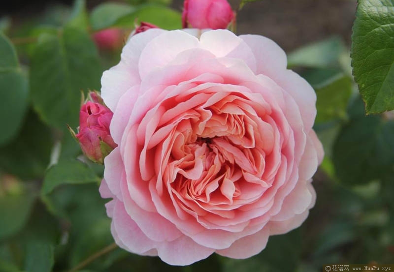 游苔莎/尤泰莎·菲/优丝塔夏.福爱月季的优缺点