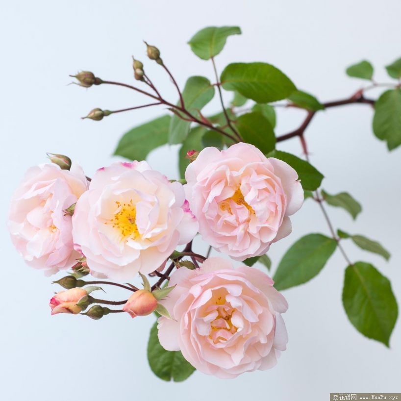 湖中女郎/湖蔓夫人月季的优缺点