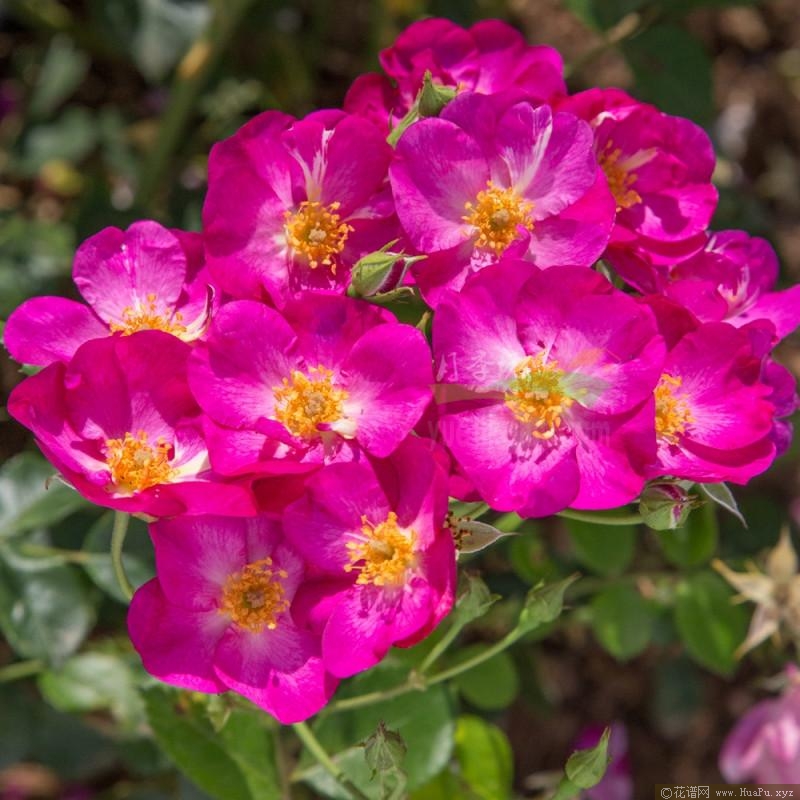 漂亮公主月季的优缺点