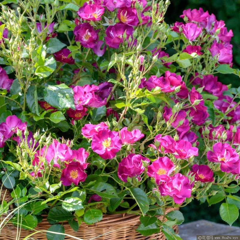 漂亮公主月季的优缺点