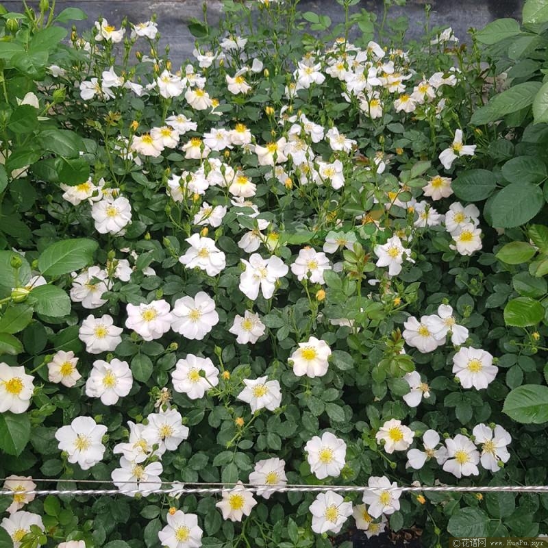 漂亮奶油月季的优缺点