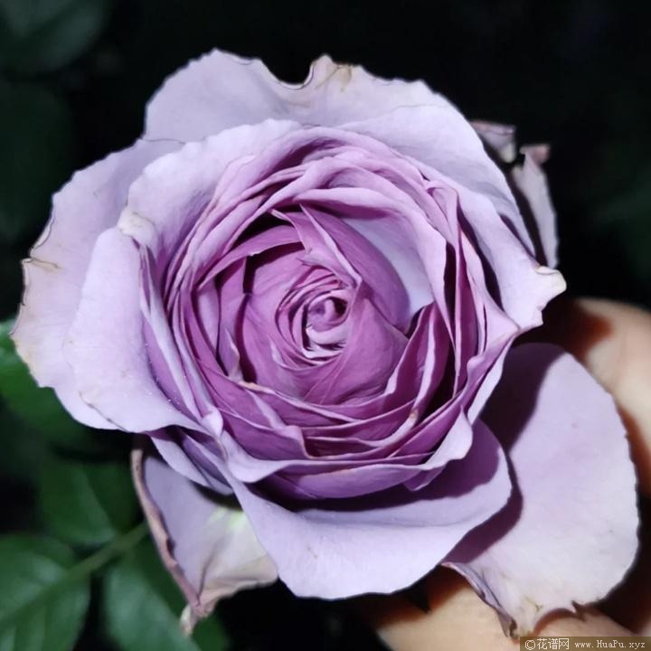 漫紫月季的优缺点