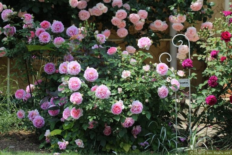 潘妮洛比亚/潘妮洛佩亚月季的优缺点