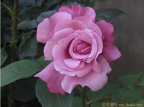 灌木：戴高乐月季的优缺点