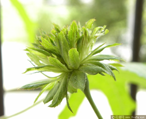 灌木：绿萼月季的优缺点